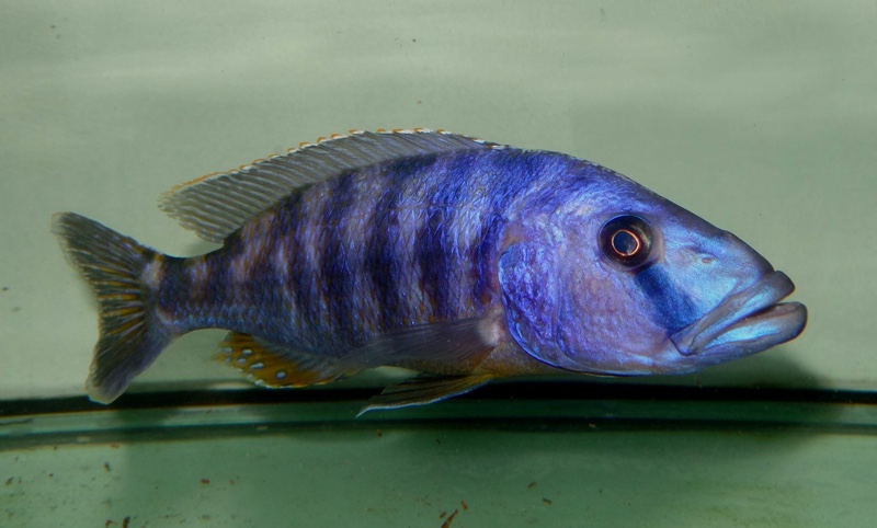 Tyrannochromis nigriventer
